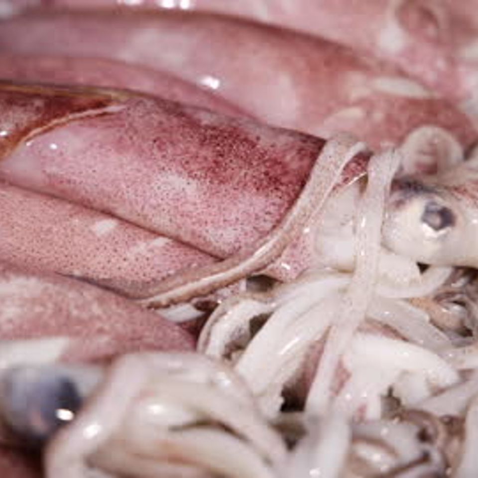 Squid 4k 3