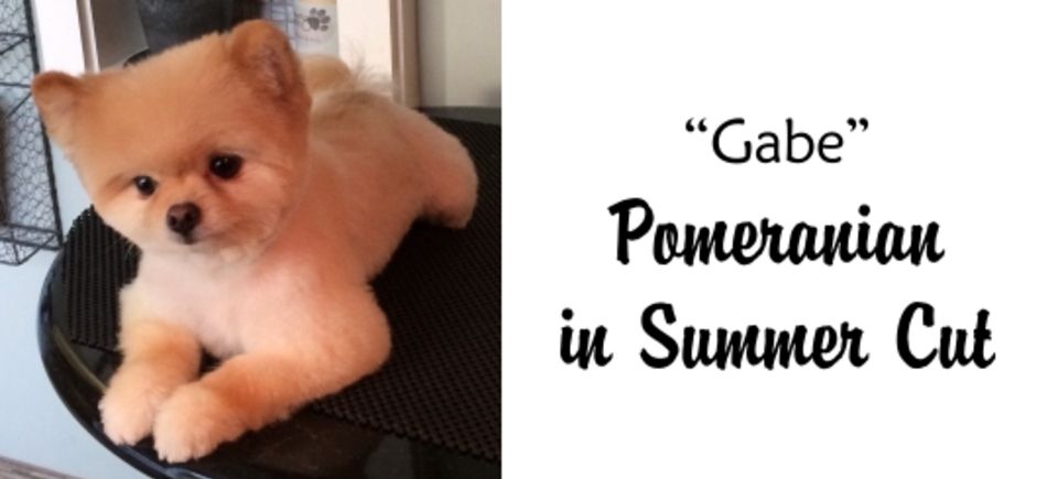 Faces   gabe pomeranian20150623 16882 gcjmjk