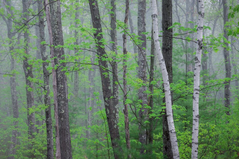 New england spring (2 of 3)