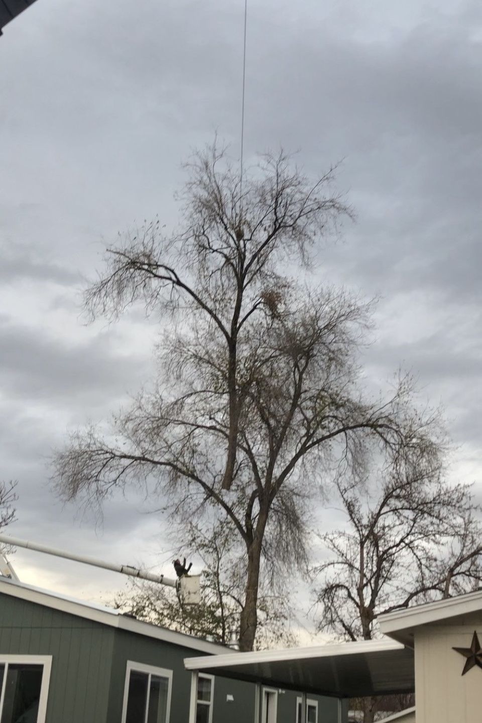 Tree on roof