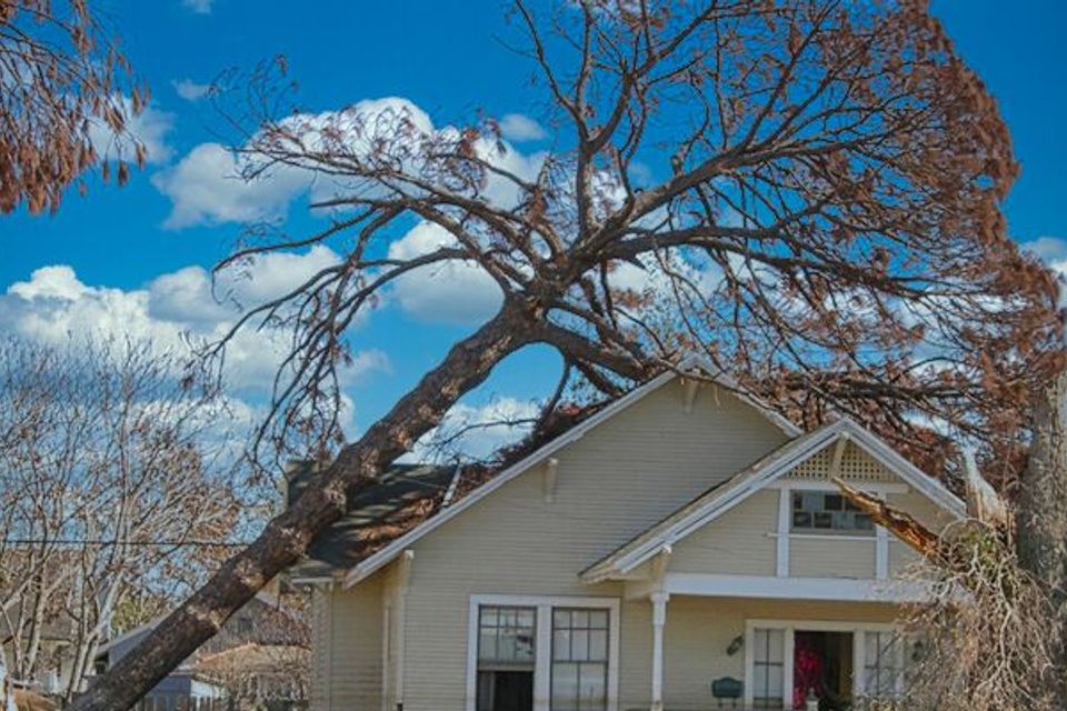 emergencey tree service sacramento 