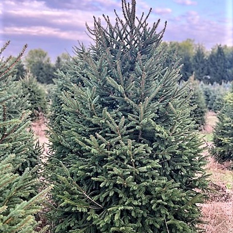 Norway spruce 1