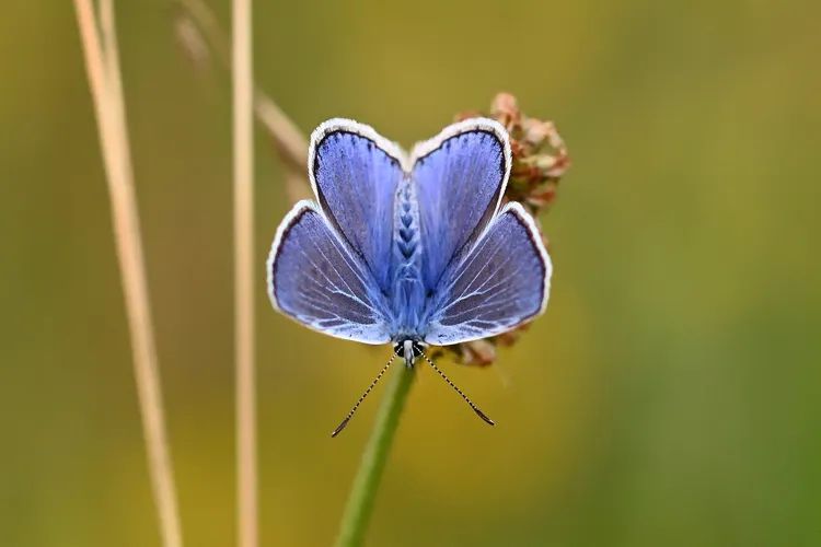 Butterfly gf48461878 1920 original