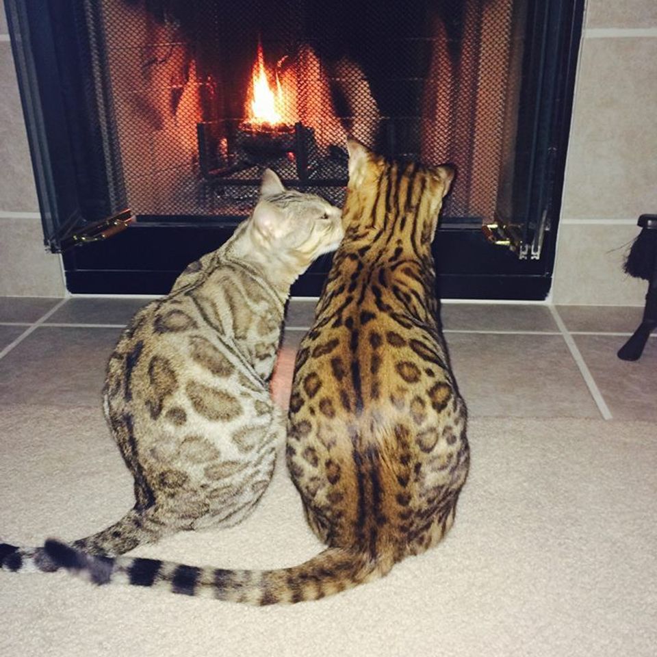 1896928 10154874938010078 958677641754400532 ngingers two bengals fireplace20160603 28615 jg3cr8