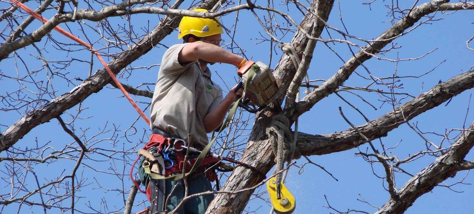 Tree removal 5