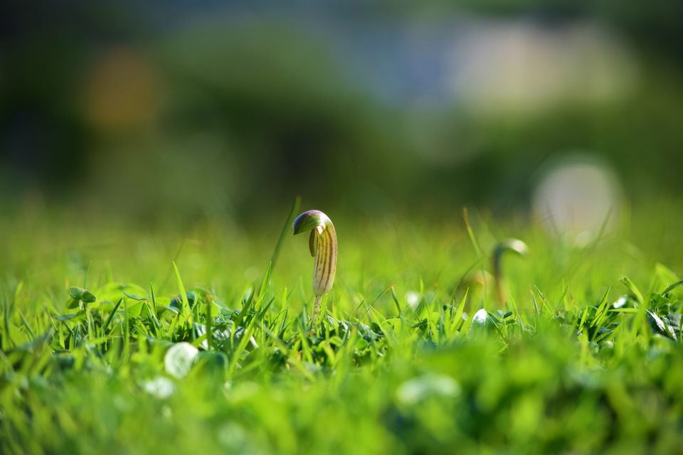 Pre-emergent Lawn Treatment