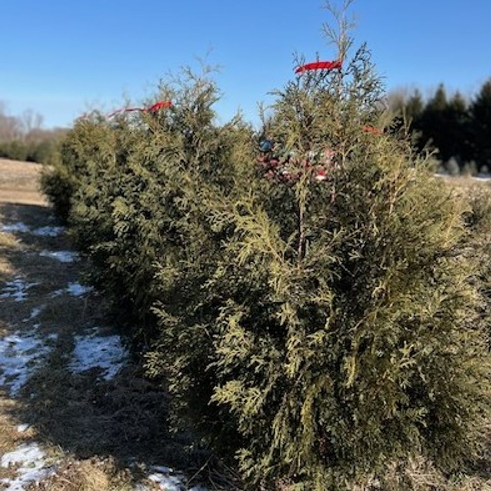 Techny arborvitae 5' 6'   1