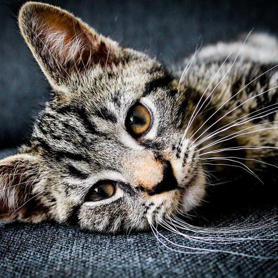 Cat sofa20180329 2080 k8nf4m