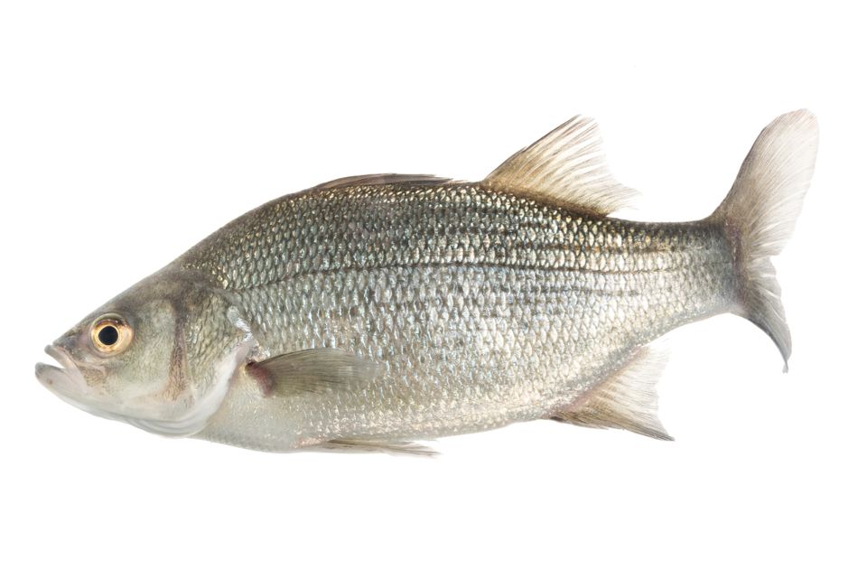 White bass sam stukel 2020 1