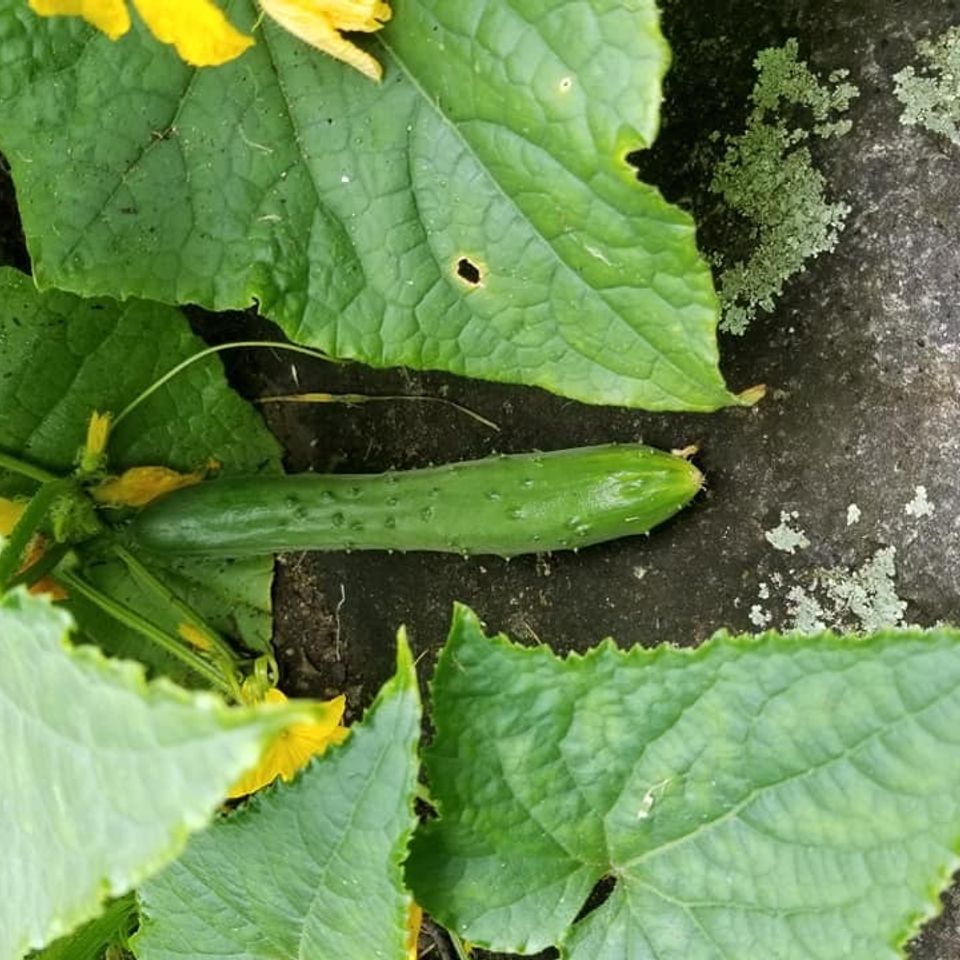 Cucumber3