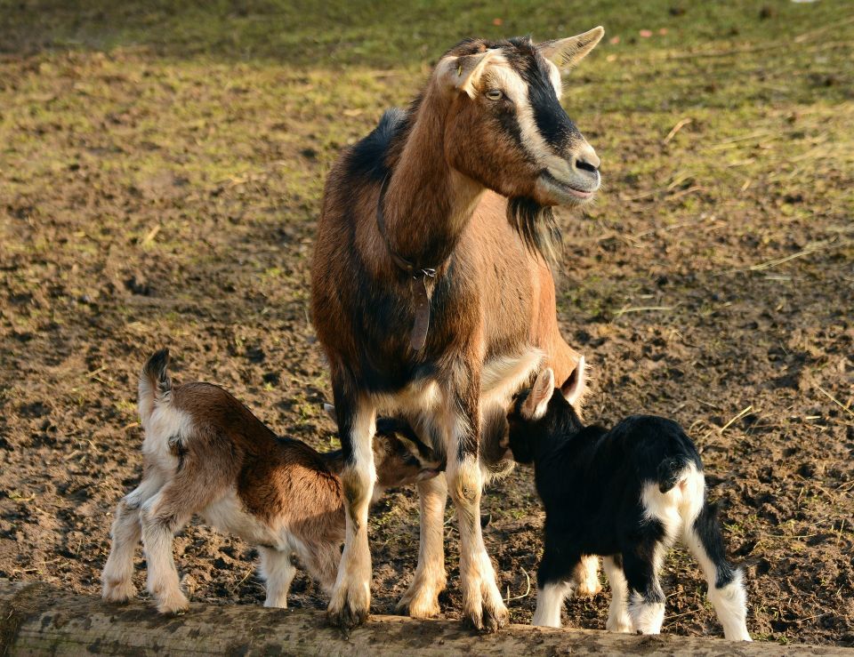 Goats g885aff72e 1920