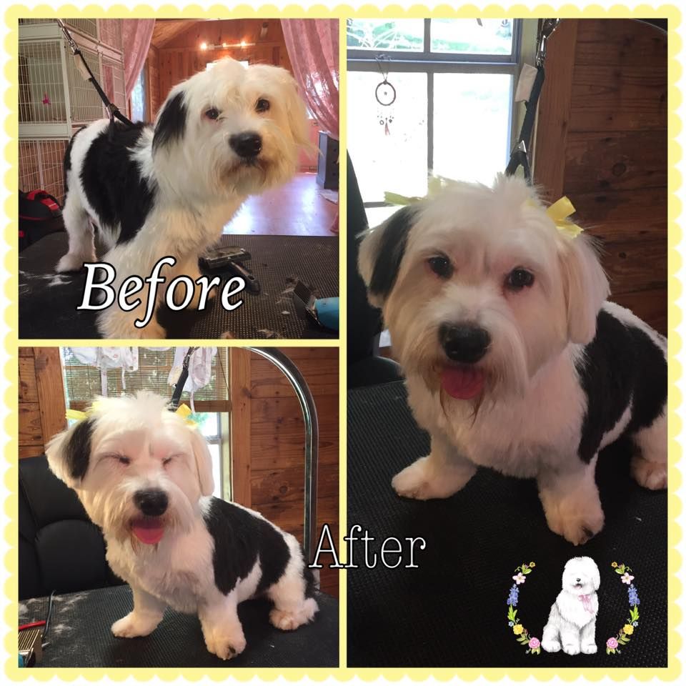 Panda bear got her first big girl haircut today! she is a unique mix of shih tzu   blue heeler
