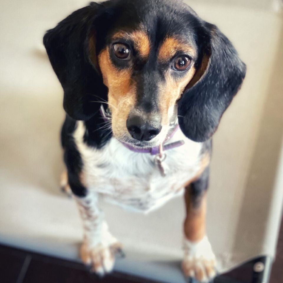 Penny