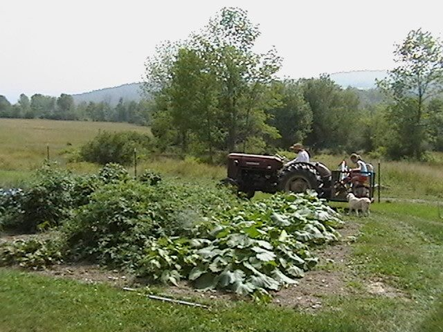 The Hub Regen Farm in Owego, NY tractor by garden
