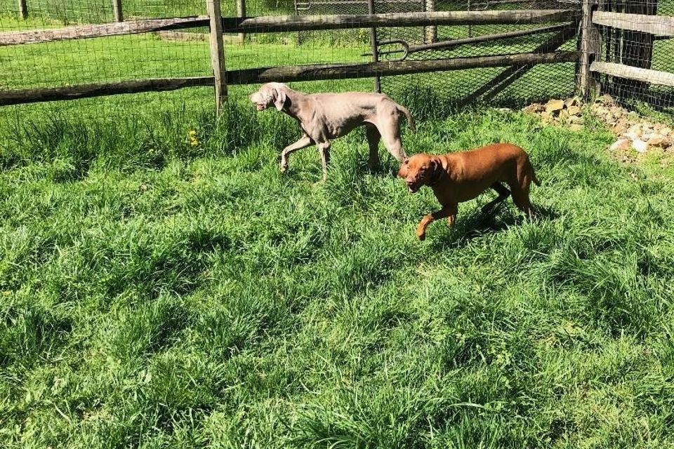 Goose and shay5