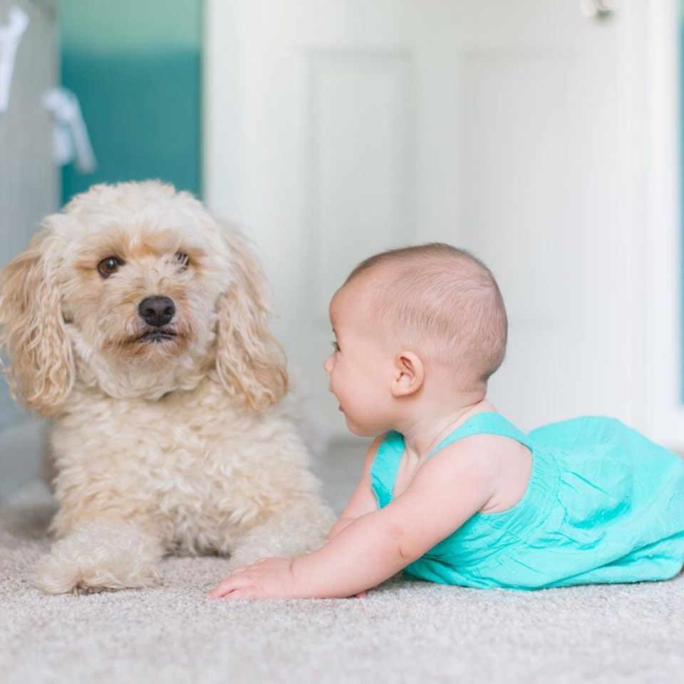 Baby dog20180329 2074 jxbspx