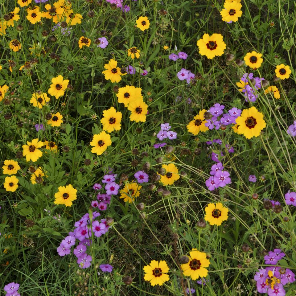 Rc fld spring wildflowers1 1