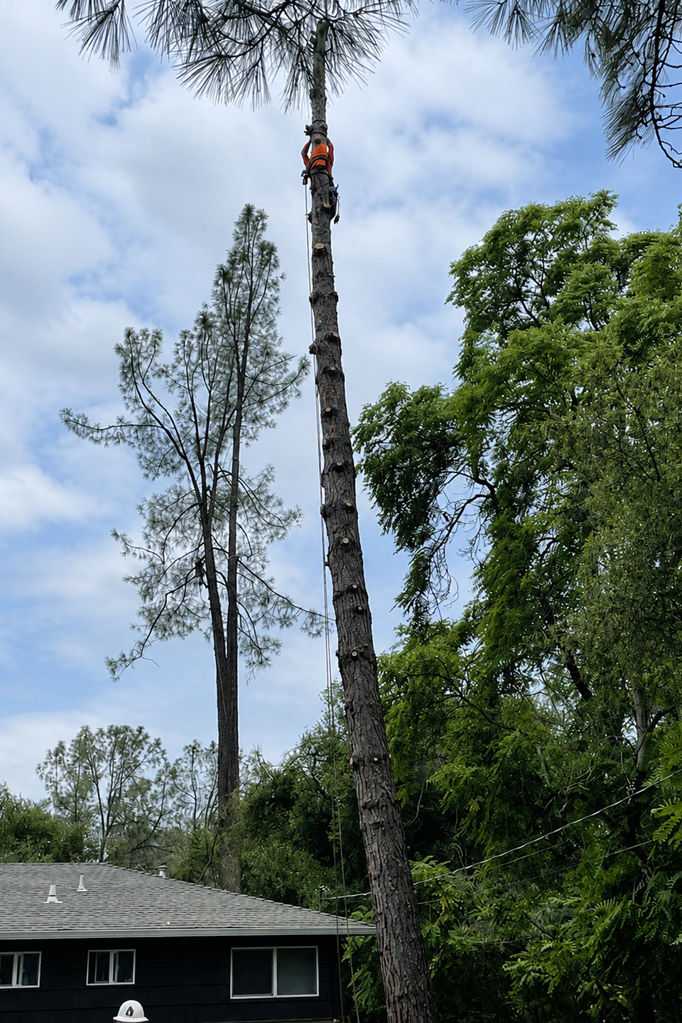 Tree Removal in El Dorado County