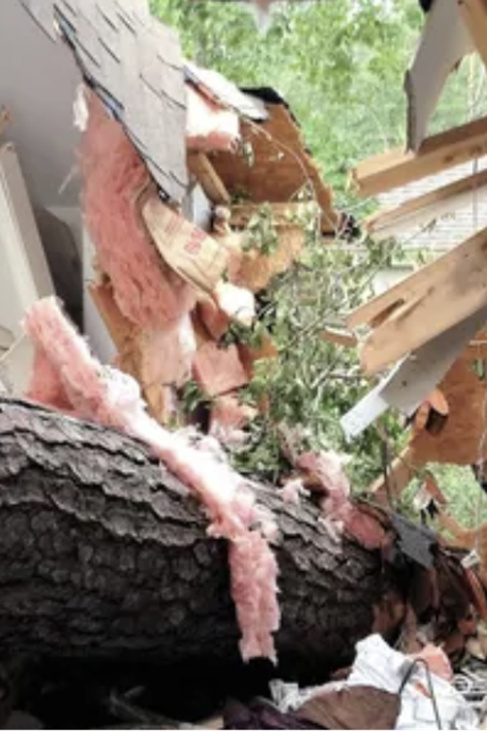 cheap emergencey tree service sacramento