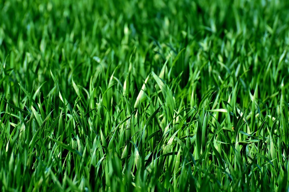 Meadow g4120f61b9 1920