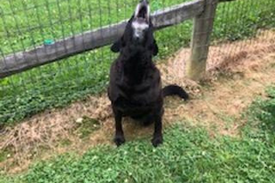 Dog howling