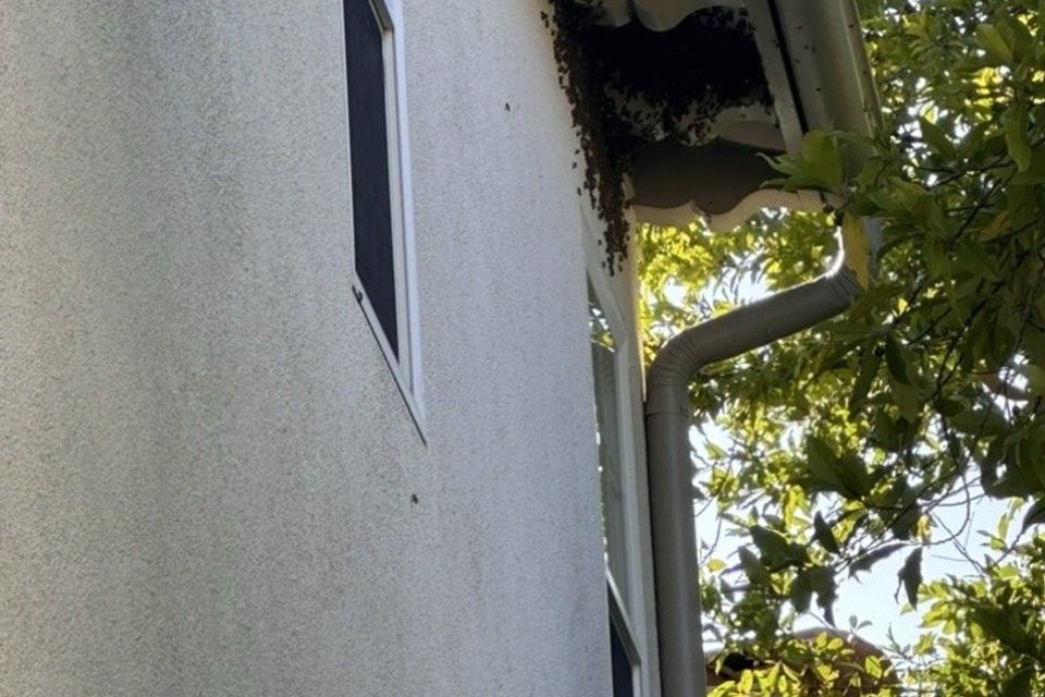 Hive