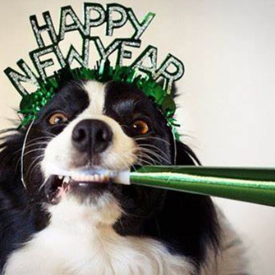 Pets happy new year