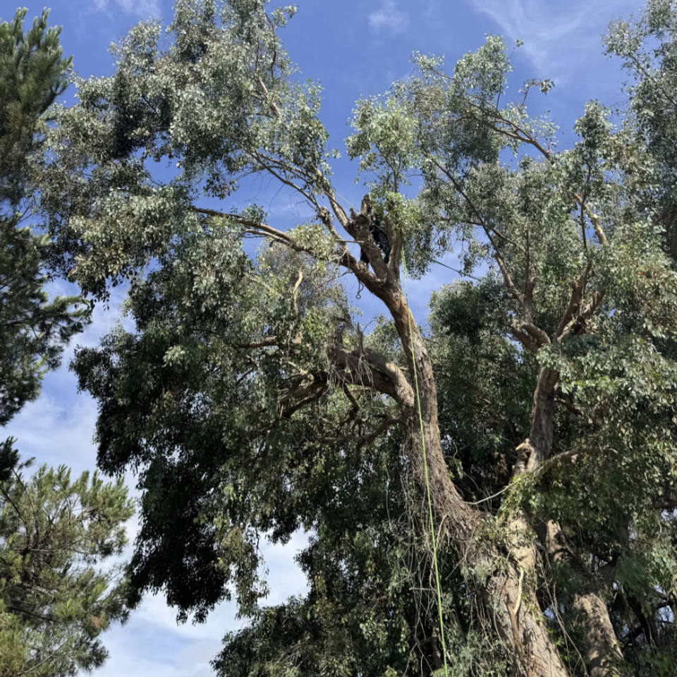 Precision branch trimming and tree maintenance in Woodland CA by The Arbor Tree Service Company