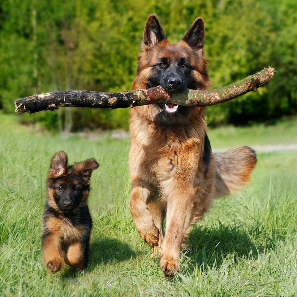 Shepherd dog ge43d70242 1920