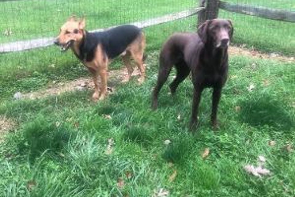 2dogs