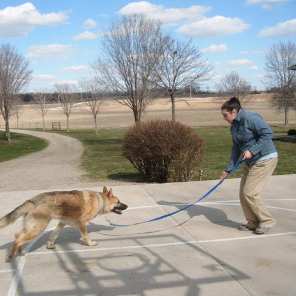 dog training services