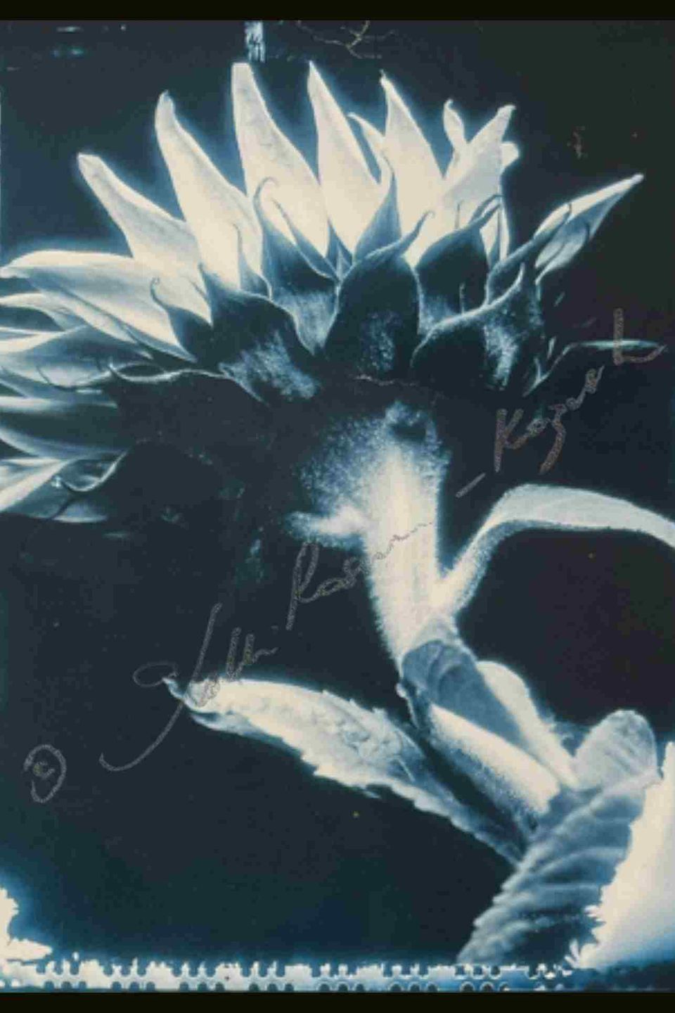 Male sunflower  1997  color print from a unique polaroid film