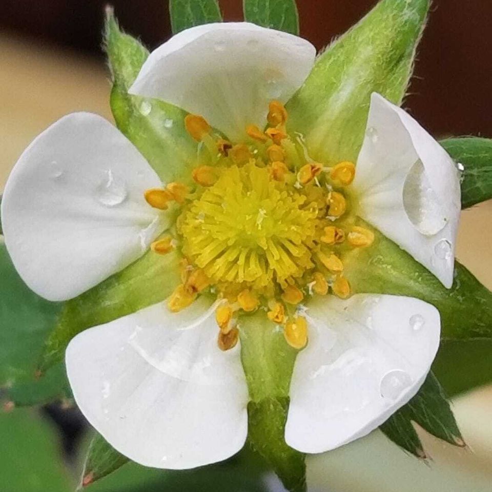 Strawberry flower