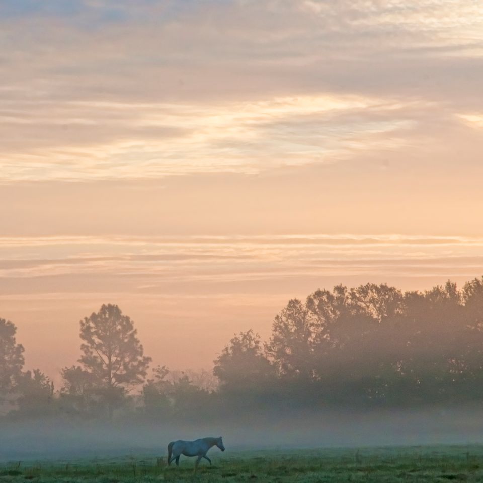 Rc sunrise horse