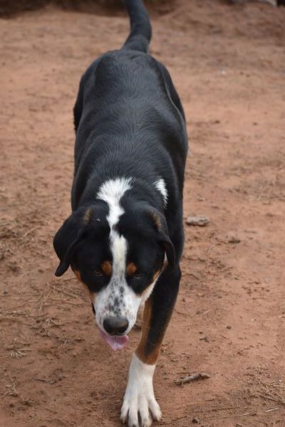 Boomer 51723 sml