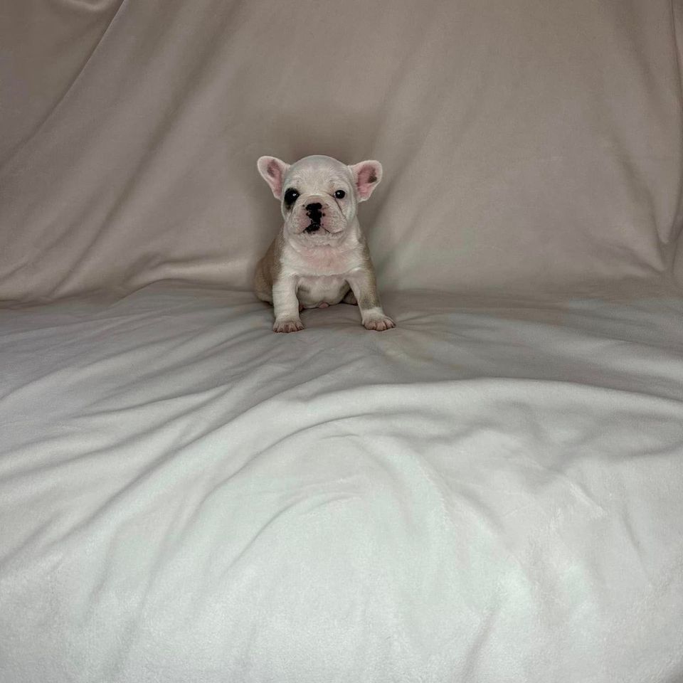 Brunoblueridgefrenchies