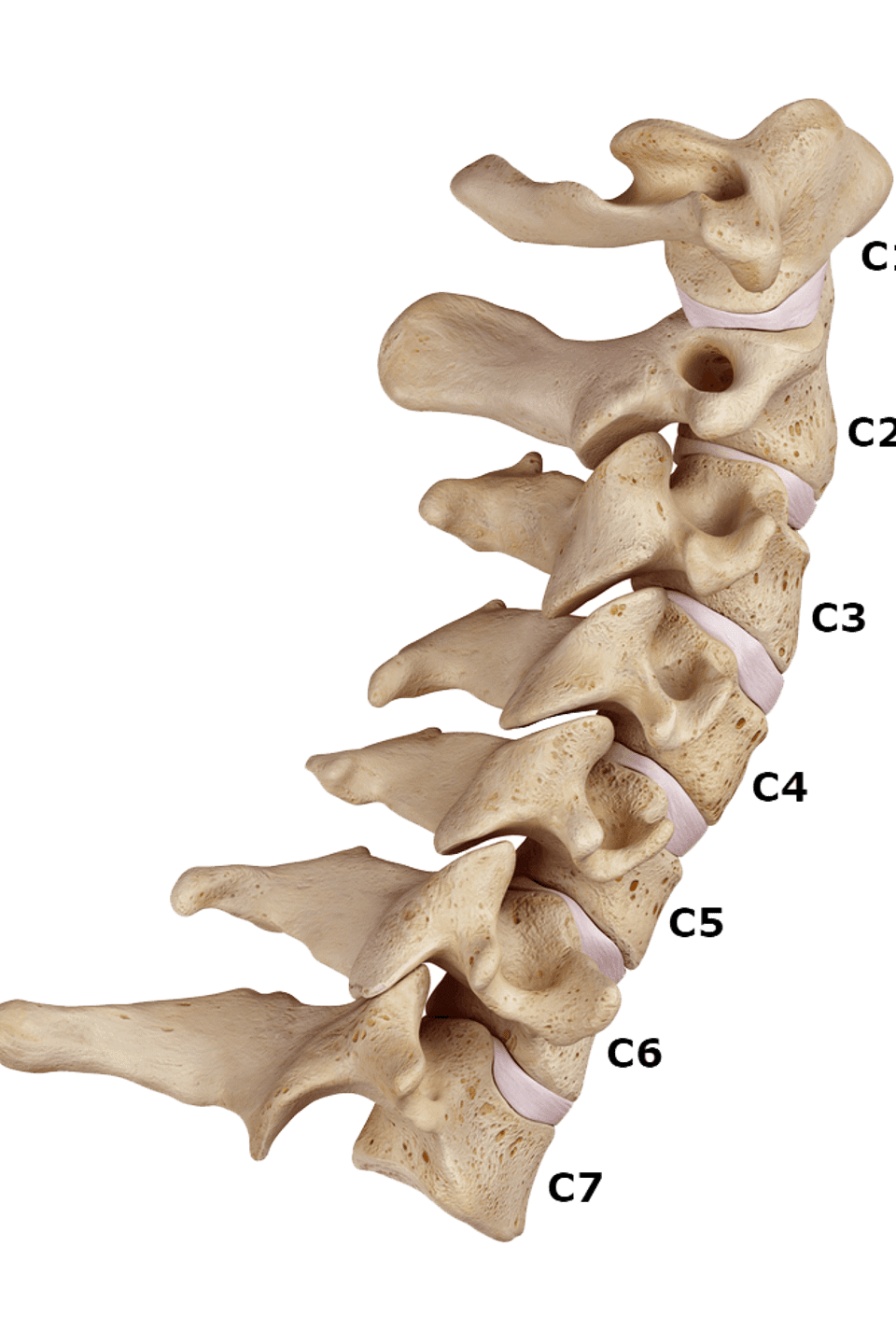 Cervical labeled