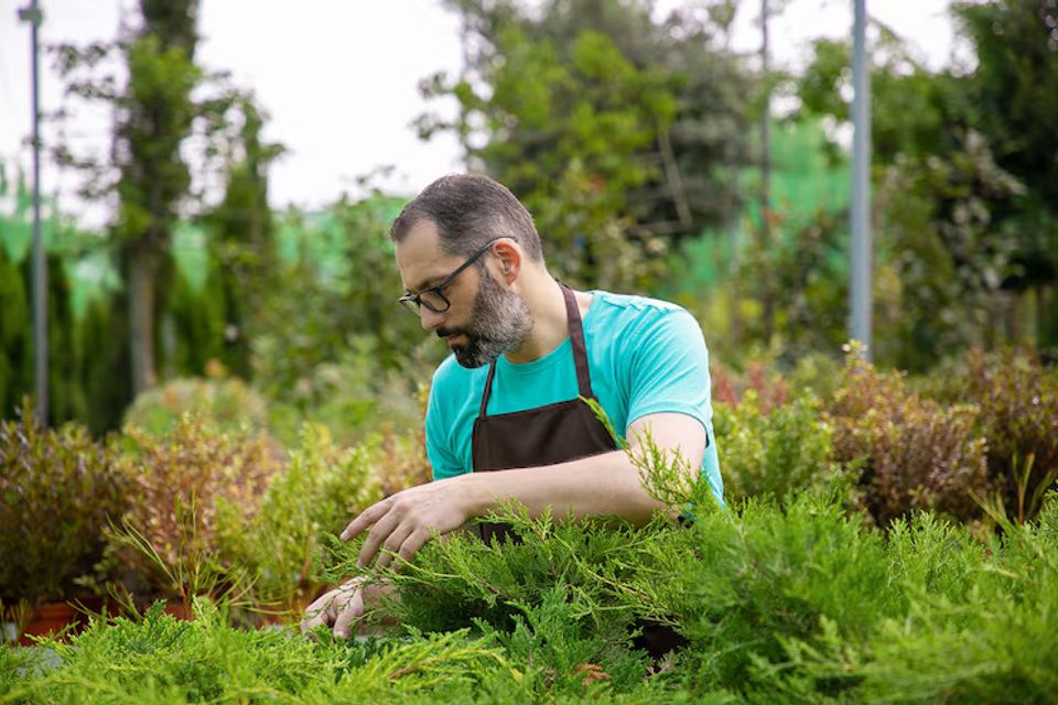 Lawn landscaping service in crystal river