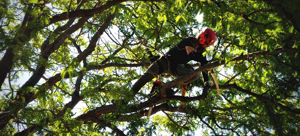 Inset arborist