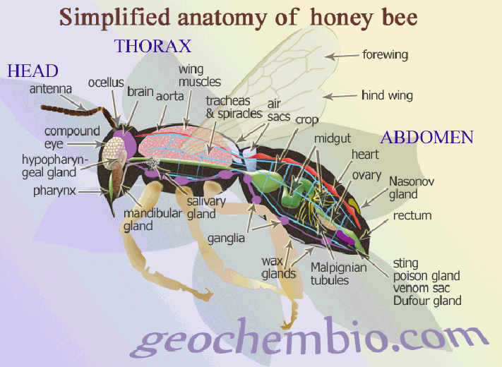Honeybee 1 711x520