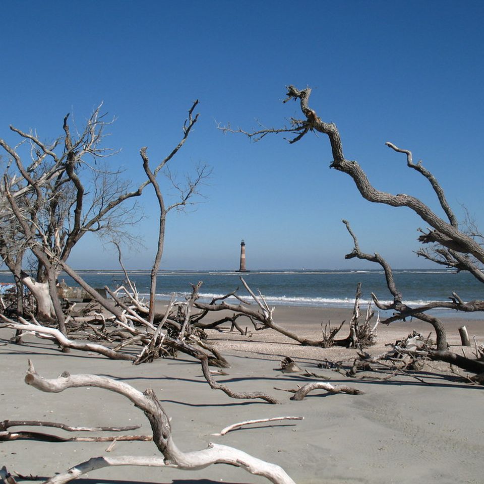 Driftwood-strewn beach on Morris Island with the Morris Island Lighthouse in the distance near Charleston, South Carolina