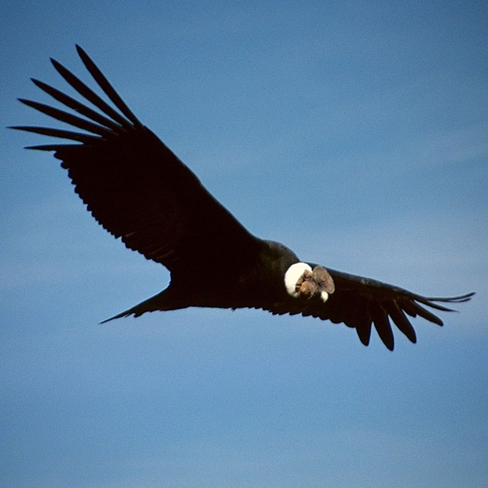 Https upload.wikimedia.orgwikipediacommonsthumb333colca condor c03.jpg1280px colca condor c03