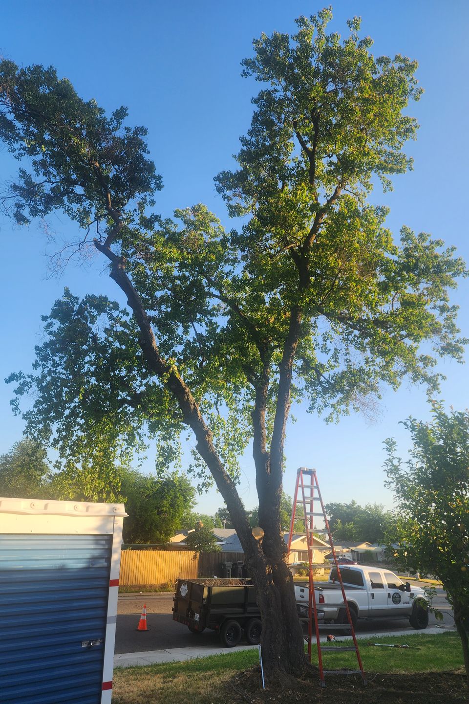 Expert arborist safely dismantling a large tree limb overhanging a house to prevent roof and gutter damage.