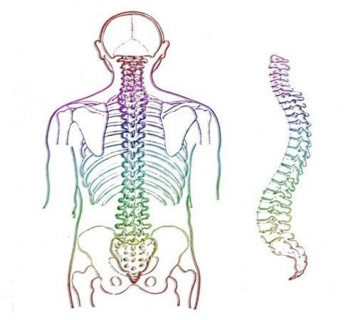 Spine 220180504 11345 x2x3d6