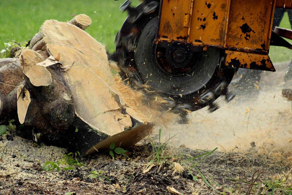 Featured how to remove a tree stump by grinding