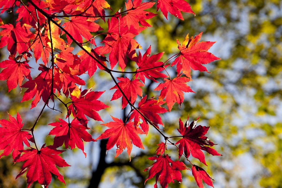 Autumn leaves 54e7dd4a48 1920