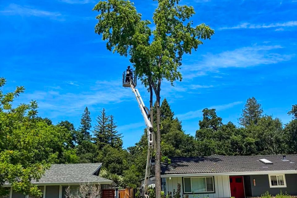 Mike Lyon providing a tree estimate in Rocklin