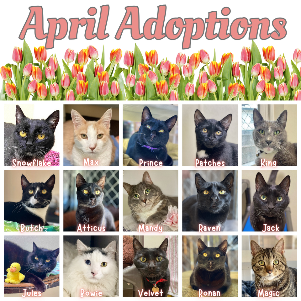April adoptions 2024