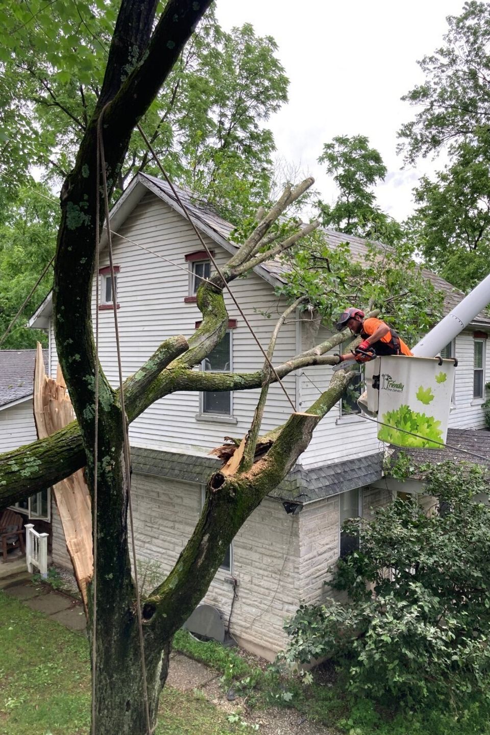 Tree removal thumbnail img 5349