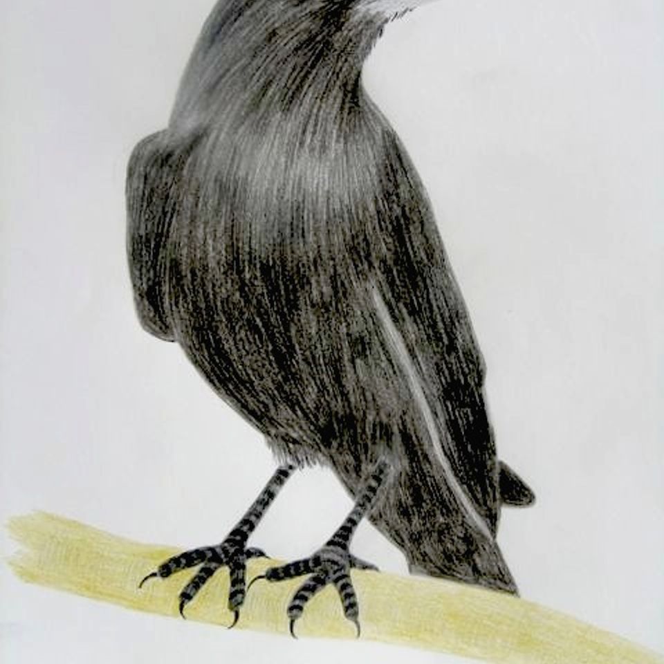 10. crow  2